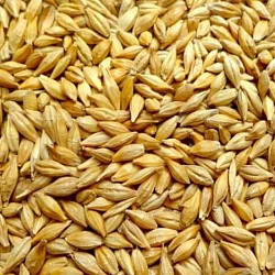 barley 