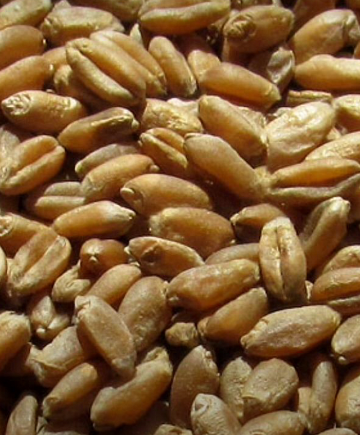 WHEAT  WHEAT (GOST R9353-2016): A key cereal culture of cactively used throughout the planet. There are two varieties of wheat - winter and spring, separated by seeding season (autumn and early spring, respectively). The main field of a